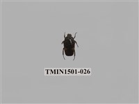 藏品(金龜子科(七))的圖片